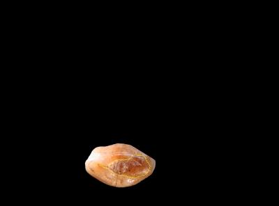 Tooth Crown Showing Surface Covered by Beeswax