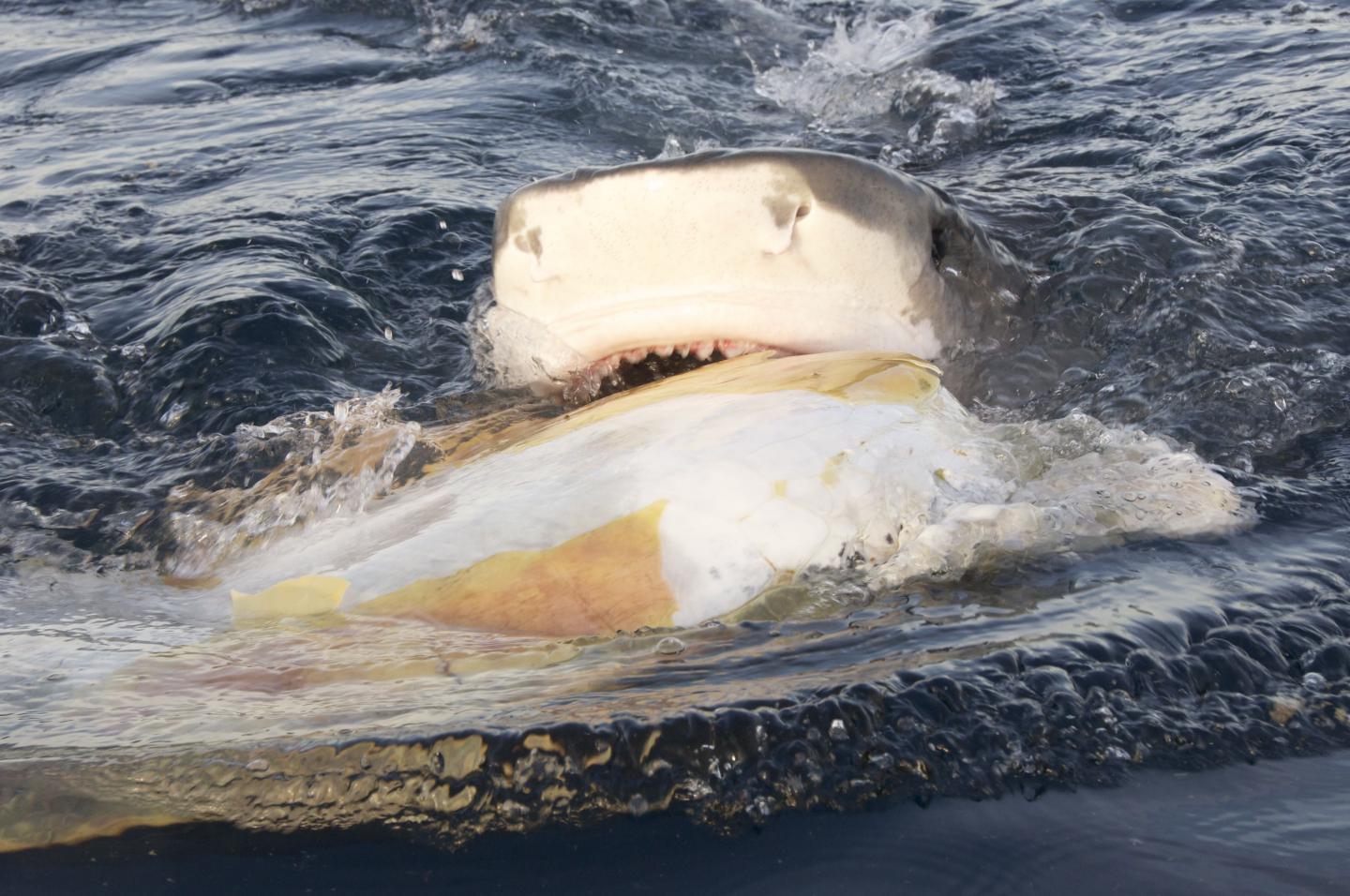 Tiger Sharks Can Be Marine 'Hyenas' Too