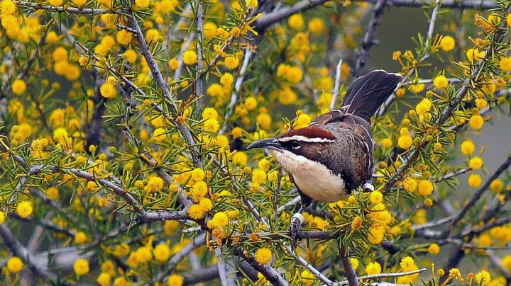 Chestnut-Crowned Babbler