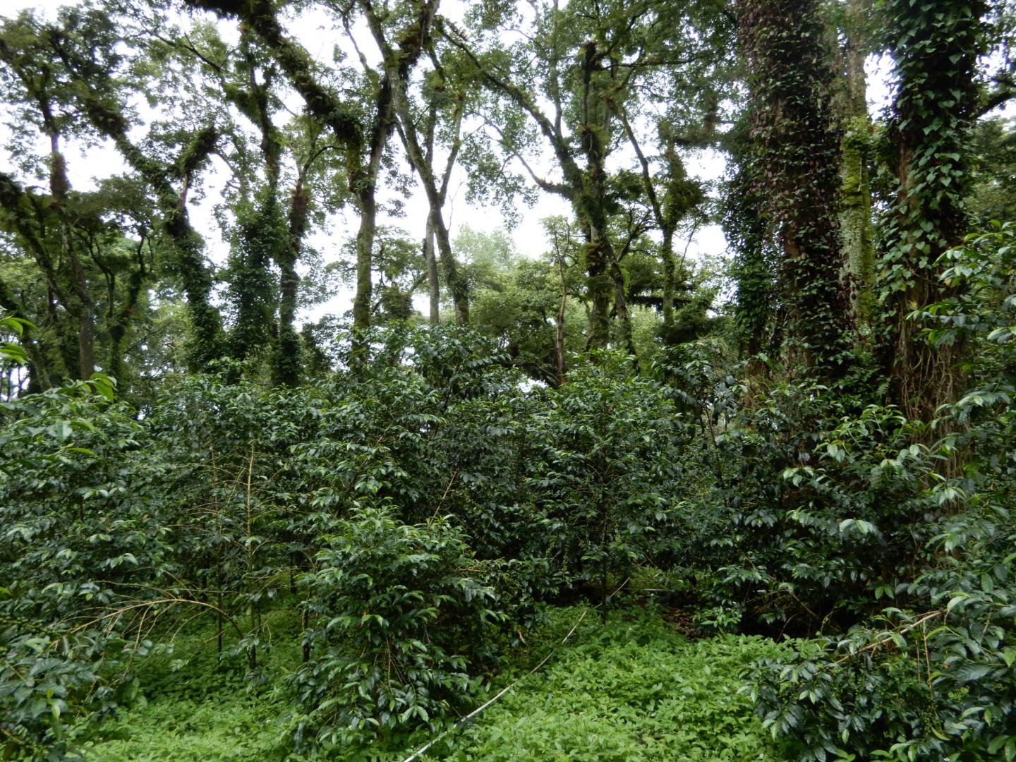 Plantation coffee system