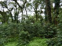 Plantation coffee system