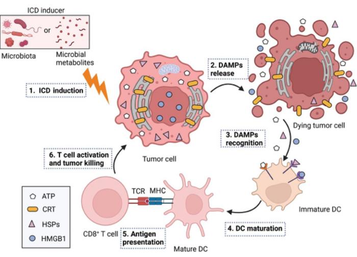 Microbiota and microbial metabolites initiate antitumor immune responses by inducing ICD.