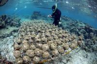 Transplanting Coral