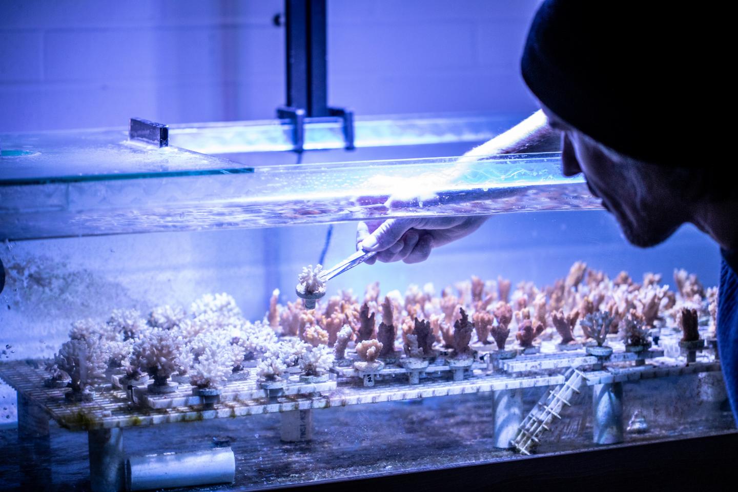 Coral Growing Tank