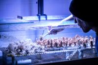 Coral Growing Tank