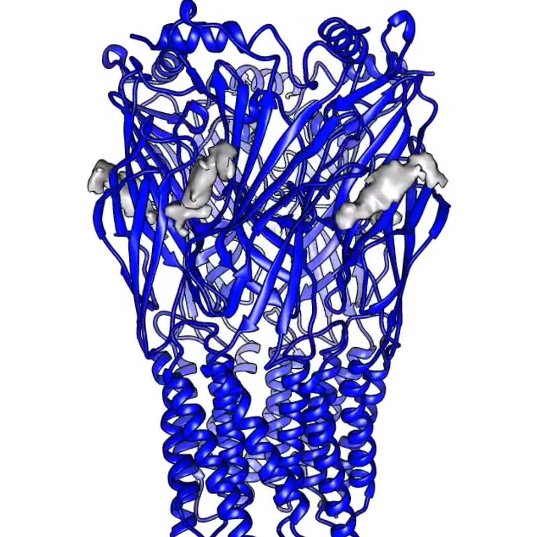 Octopus chemotactile receptor