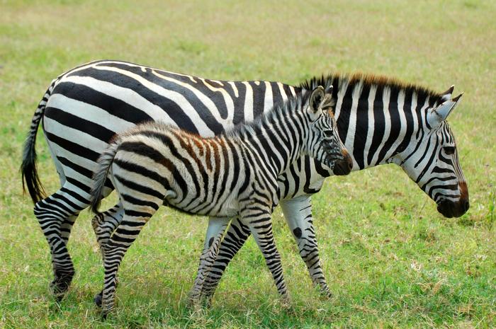 Fig. 1: Zebra foals are relatively large at birth and can stand within minutes and follow the herd within an hour. Such well-developed offspring can increase the risk of birth complications, which have been observed in wild zebras.