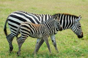 Fig. 1: Zebra foals are relatively large at birth and can stand within minutes and follow the herd within an hour. Such well-developed offspring can increase the risk of birth complications, which have been observed in wild zebras.