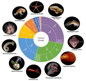 DOO consolidates multi-omics data from 68 deep-sea animal species