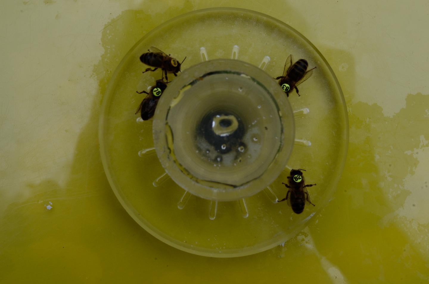 Caffeinated Honeybees