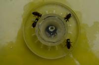 Caffeinated Honeybees