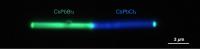 Nanowire Heterojunction-GreenBlue