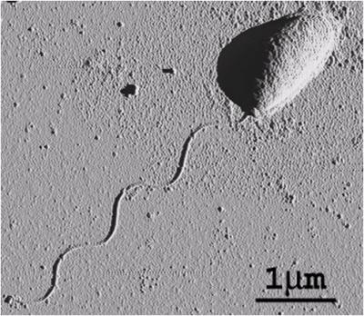 Bacterial Locomotion