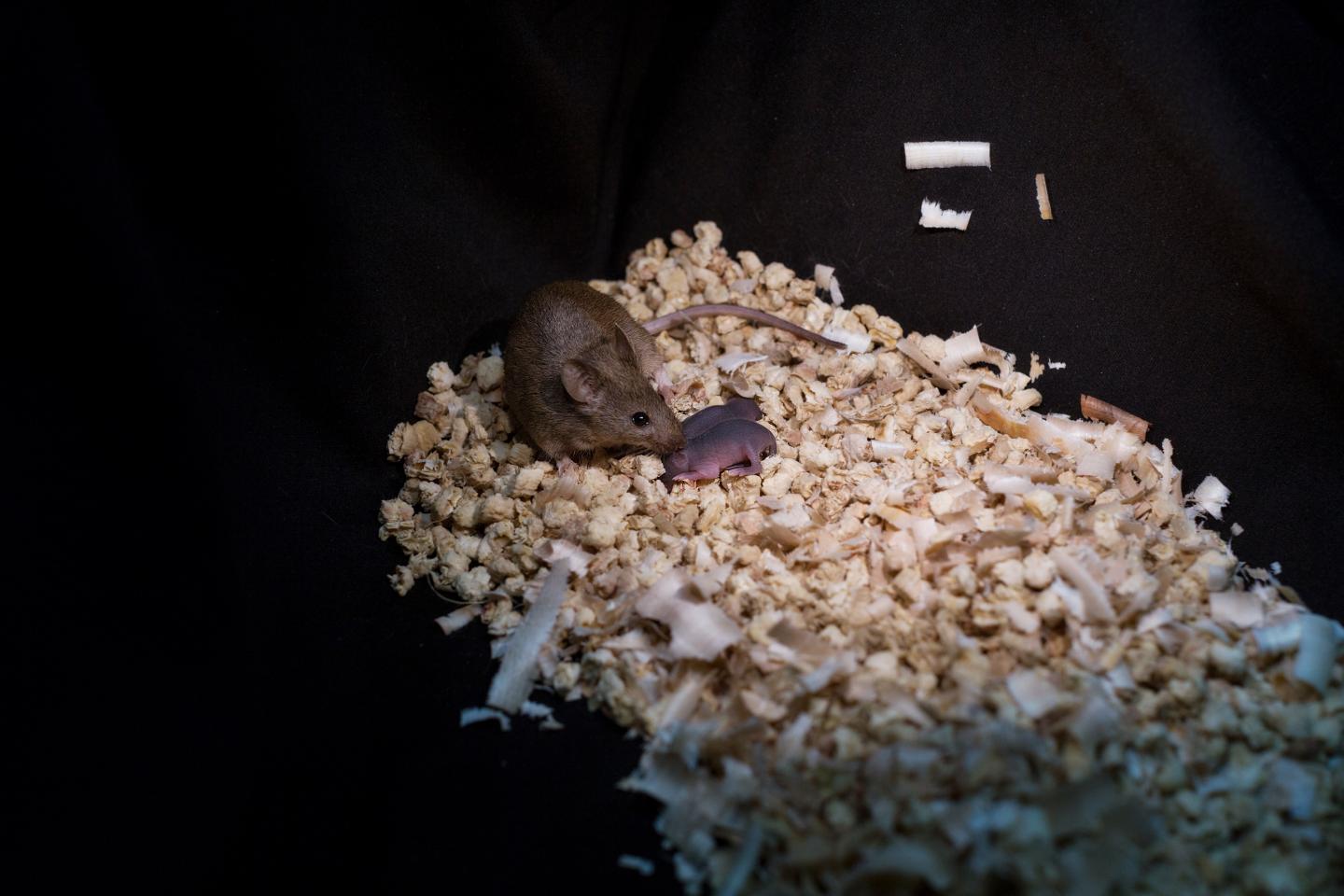 Bimaternal Mouse with Her Pups 2