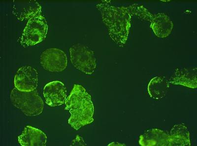 Stem Cells