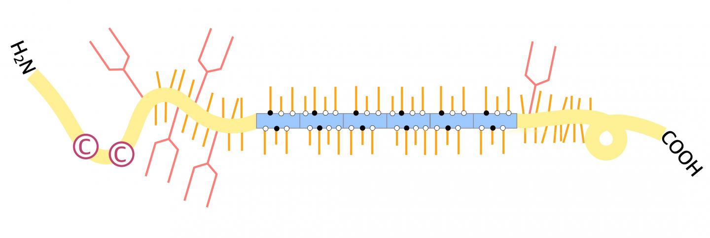 MUC7 Diagram