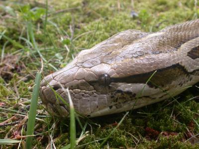 Burmese Python
