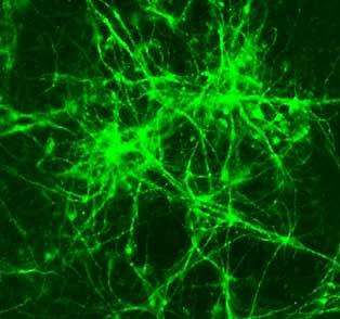 Functional Neurons Derived from Skp and NZ