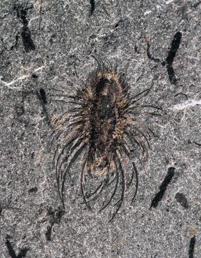 New Fossil Clarifies Early Animal Evolution