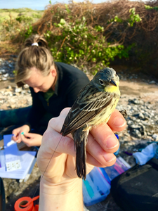 Field work