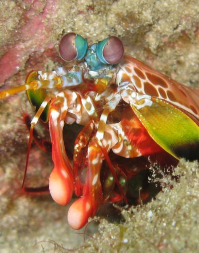 Peacock Mantis Shrimp Hammers Away Without Fail (1 of 7)