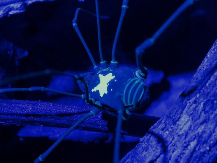 Harvestman Vononana adrik - UV light