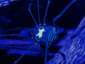 Harvestman Vononana adrik - UV light