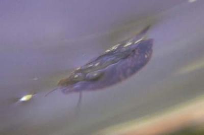 Watersnail (2 of 2)