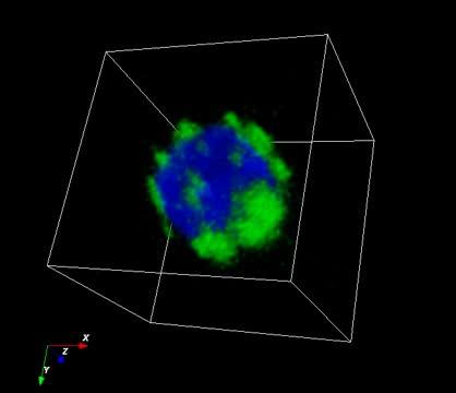 Regulatory T cells engineered with TCR signaling-responsive IL-2 nanogels suppress alloimmunity in sites of antigen encounter (1 of 3)