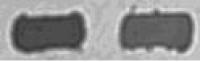 Immunoglobulin G With Optimized Polarization