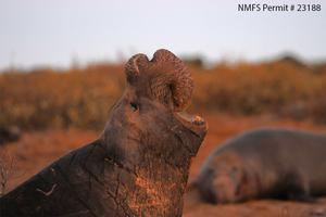A male elephant seal in the middle of a vocalization