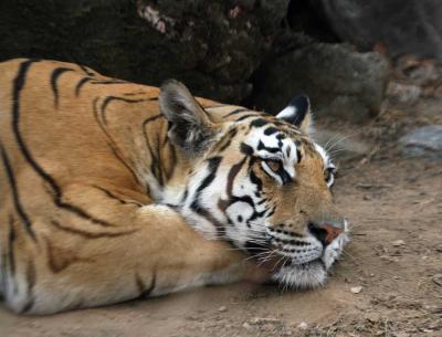 Protect Corridors to Save Big Cats