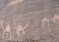 Starving cattle engraving