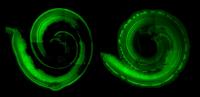 Whole Mouse Cochlea