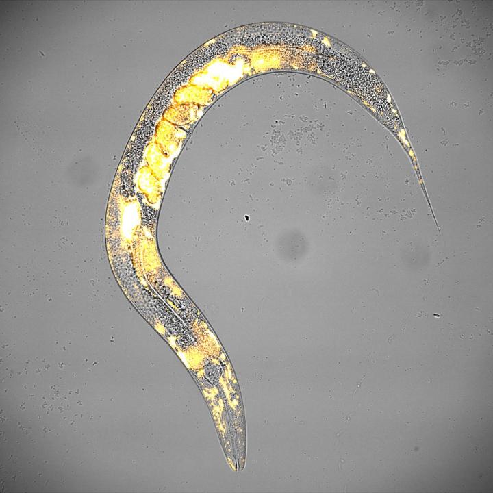 CRG Celegans with Embryos
