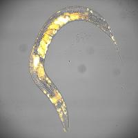 CRG Celegans with Embryos