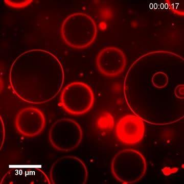 AH Peptide on Cholesterol-Rich Membranes