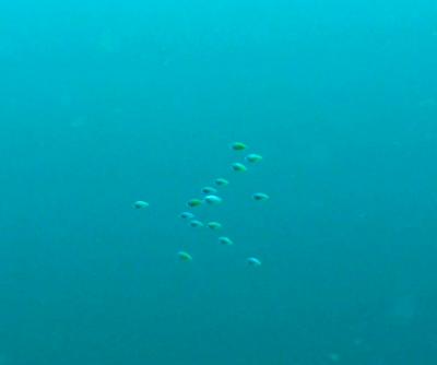Schooling Pelagic Larvae