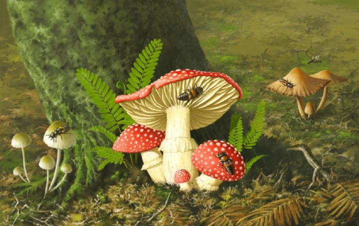 Reconstruction of Cretaceous Mushrooms and Mycophagous Beetles