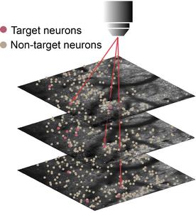 Neurobiologists trigger learned movements by activating just 20 brain cells