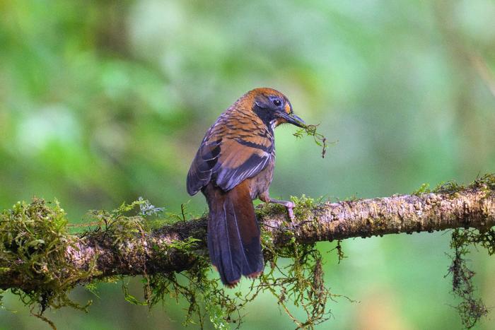 Rufous-chinned laughingthrush