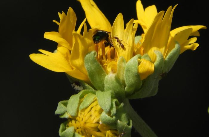 Argentine ant and bee