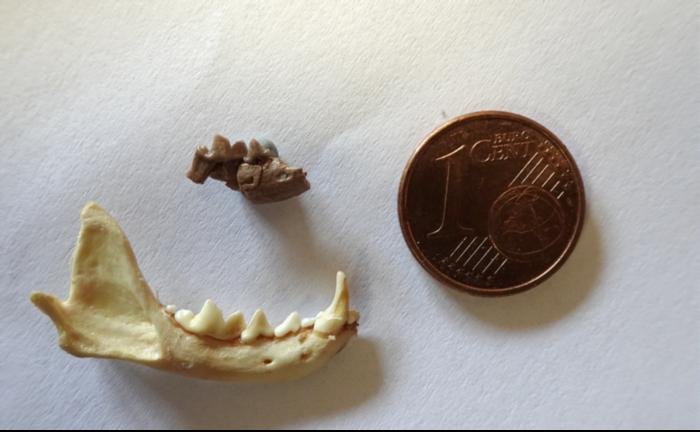 Jaw fragment comparison