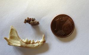 Jaw fragment comparison