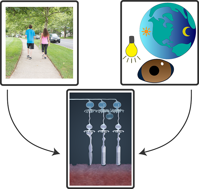 Retinal functions