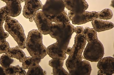 3-D Cell Culture