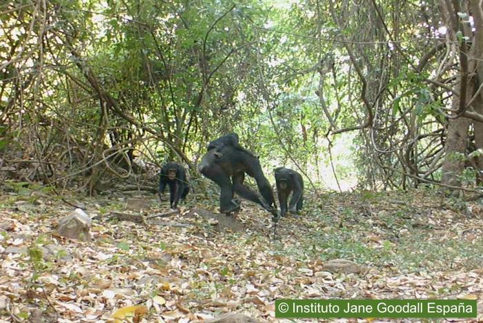Researchers reveal the strategies of savanna chimpanzees for capturing and feeding on army ants