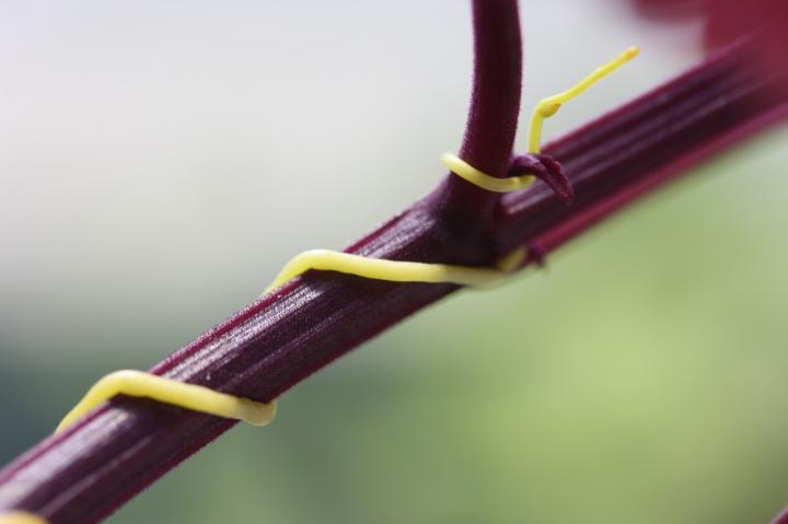 Dodder Wrapped around Host