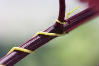 Dodder Wrapped around Host