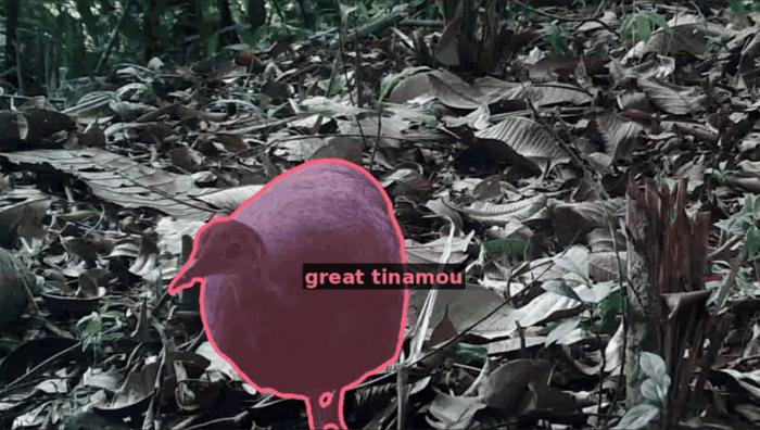 Still of SA-FARI great tinamou